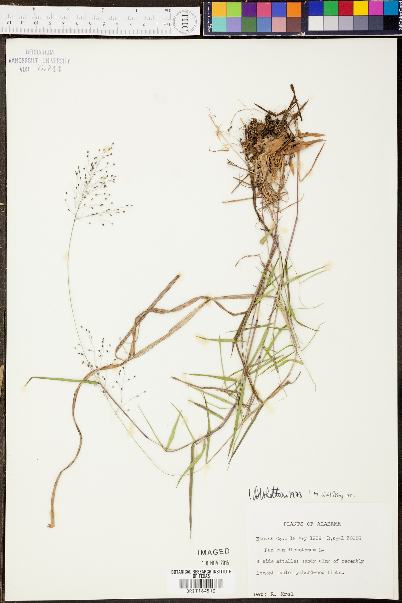 Panicum dichotomum image