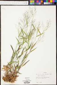 Panicum dichotomum image