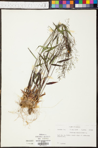 Panicum dichotomum image