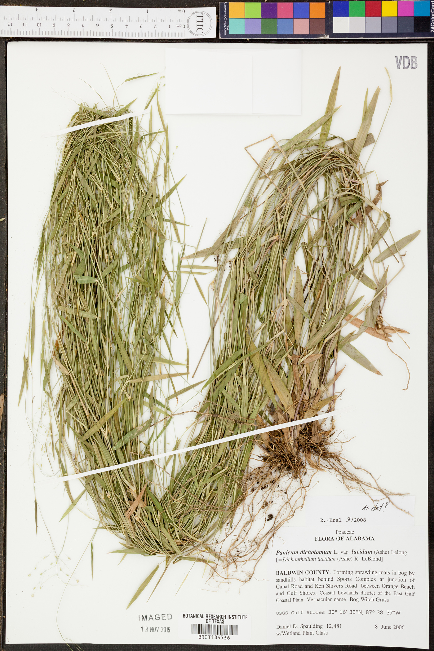 Panicum dichotomum var. lucidum image