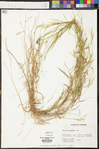 Panicum lucidum image