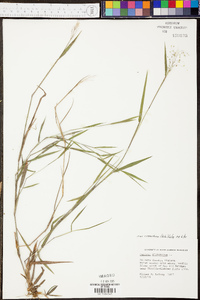 Panicum dichotomum image