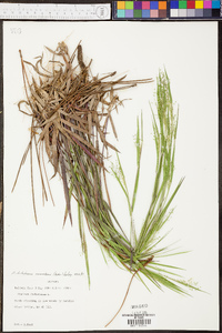 Panicum dichotomum image