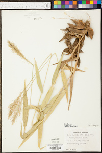 Panicum polyanthes image