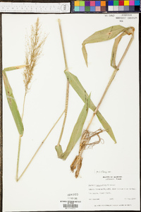 Panicum polyanthes image