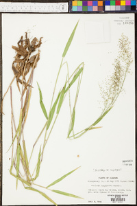 Panicum polyanthes image