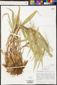 Panicum polyanthes image