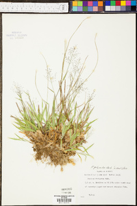 Panicum polycaulon image