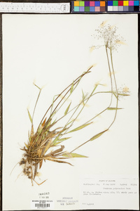 Panicum polycaulon image