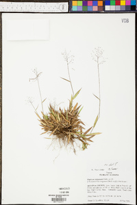 Panicum strigosum image