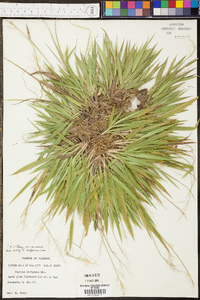 Panicum strigosum image