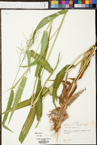 Panicum clandestinum image