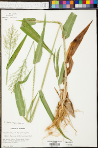 Panicum clandestinum image