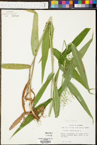 Panicum clandestinum image