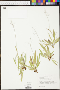 Panicum ciliatum image