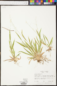 Panicum ciliatum image