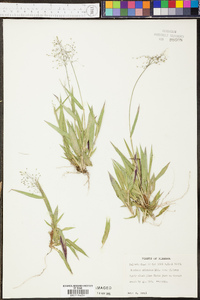 Panicum ciliatum image