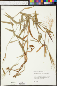 Panicum ciliatum image