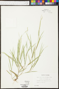 Panicum ciliatum image