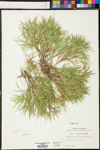 Panicum ciliatum image