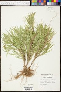 Panicum ciliatum image