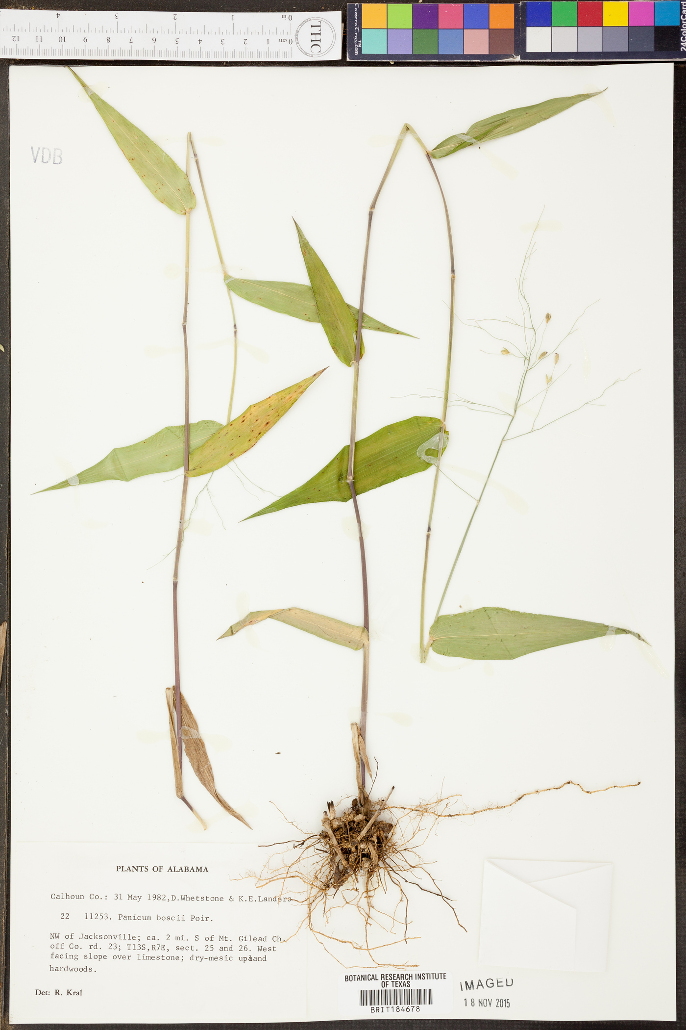 Panicum boscii image