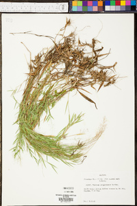 Panicum wrightianum image