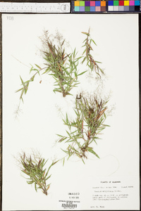 Panicum ravenelii image