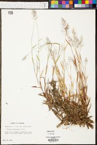 Panicum wrightianum image