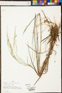 Panicum combsii image