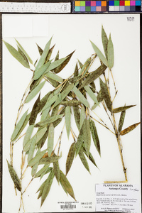 Phyllostachys aureosulcata image