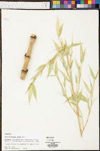 Phyllostachys aureosulcata image