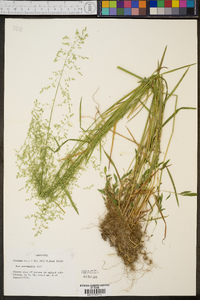 Poa autumnalis image