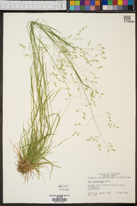 Poa autumnalis image