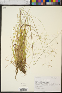 Poa autumnalis image