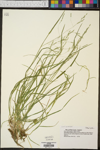 Poa autumnalis image