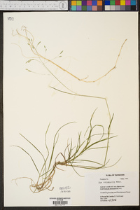 Poa autumnalis image