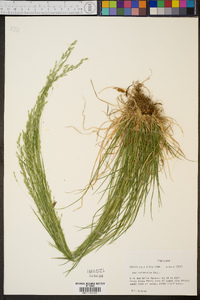 Poa autumnalis image