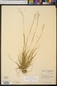 Poa autumnalis image