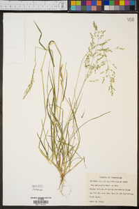 Poa autumnalis image