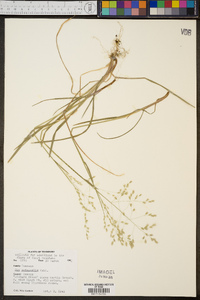 Poa autumnalis image