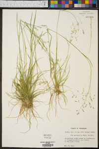 Poa autumnalis image