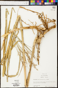 Phyllostachys nigra image