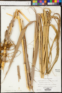 Phyllostachys nigra image