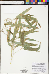 Phyllostachys nigra image