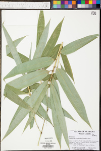 Paspalum dissectum image