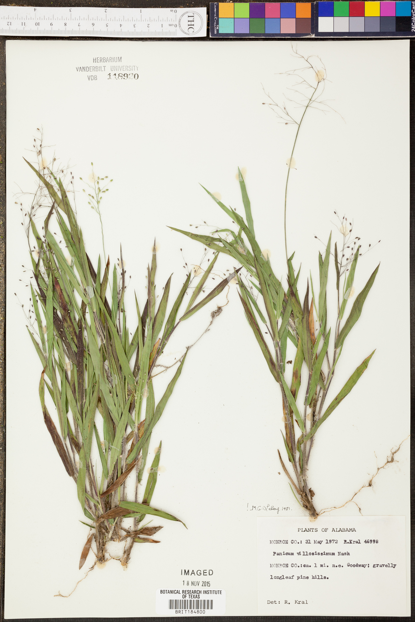Panicum villosissimum image
