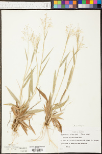 Panicum villosissimum image