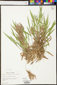 Panicum villosissimum image