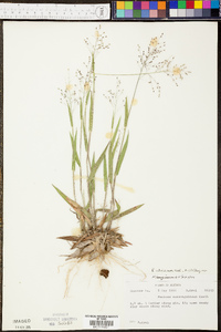 Panicum villosissimum image